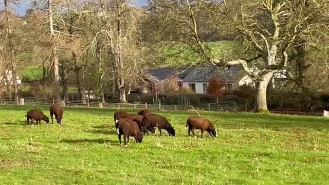 Fresh grass for ewe lambs in the central daffodil field