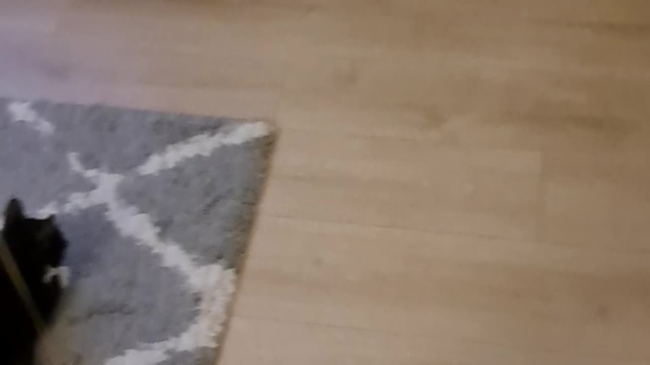 Lulu the kitten reacts to a new running toy 🐈‍⬛