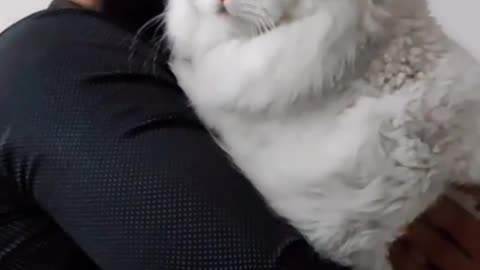 Beautiful Cat