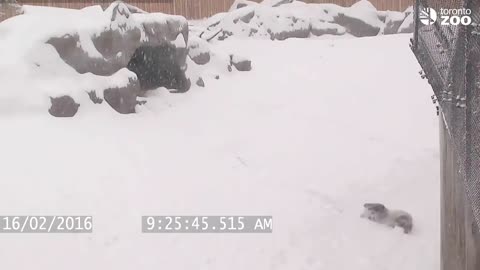 Toronto Zoo giant panda tumbles in the snow