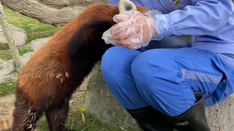 The little panda began to change into new clothes
