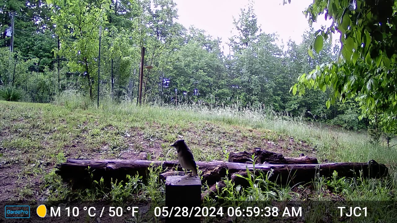 Blue Jay on the post