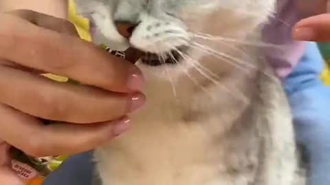 Cut your cat's nails day