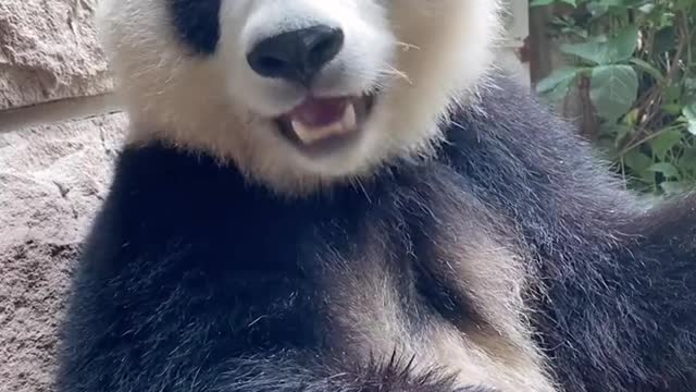 Pandas are always cute. I mean they look cute!