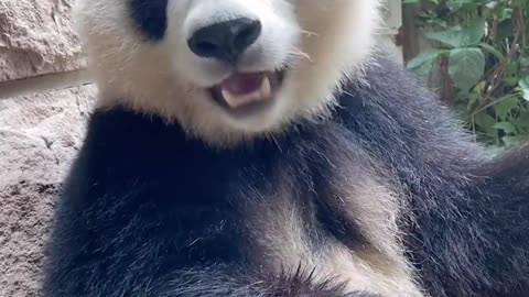 Pandas are always cute. I mean they look cute!