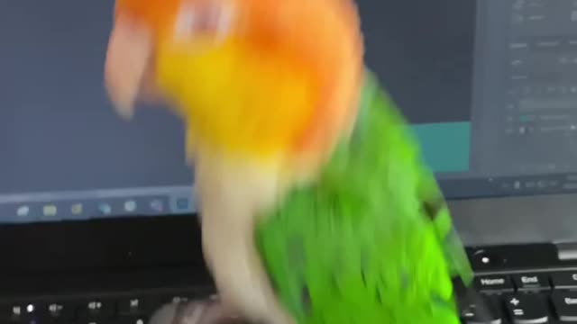 Parrot pretending to be an internet troll