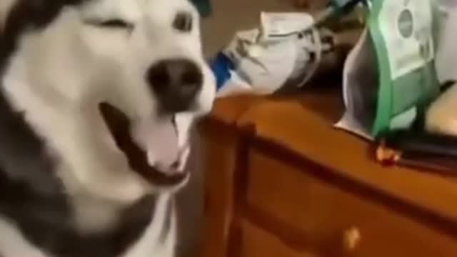 Husky Sneezing Non Stop | You will feel guilty if you miss this | #shorts #husky pet Husky