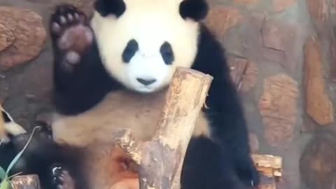 Panda cute video