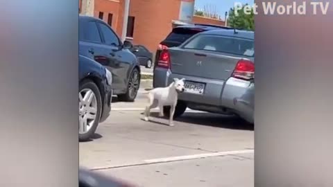 When dogs give you a happy mood 🥰