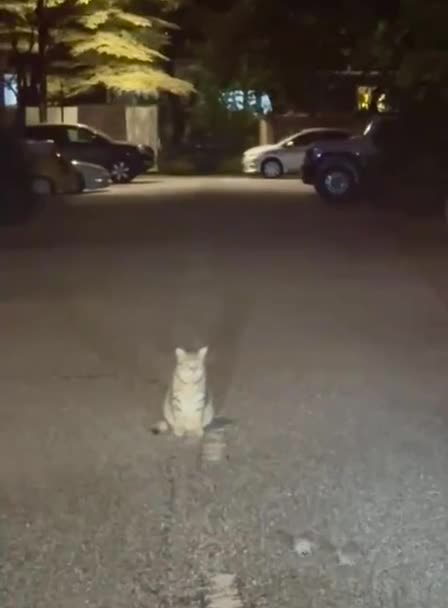 Looks like the cat will be the ultimate winner 🤣