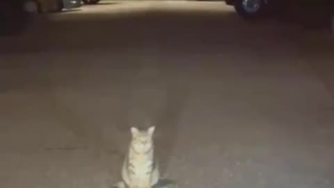 Looks like the cat will be the ultimate winner 🤣