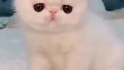 Cute cat and funny video with story