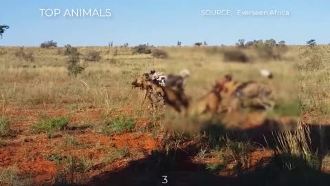 7 CRAZY MOMENTS WILD DOGS LIKE TO HUNT PREGNANT AND YOUNG PREY~8