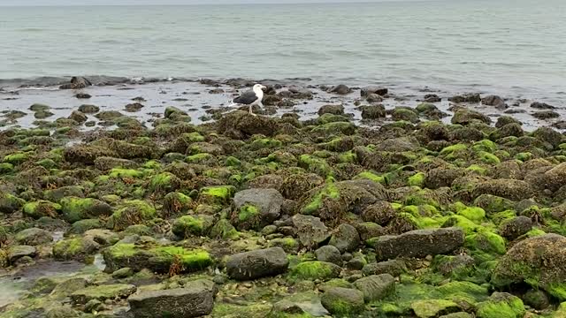 Gull on rocks