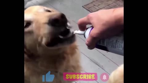 Funny Dog video compilation#177 Its haha time #funnyanimal #funnypets