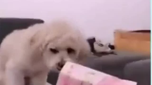 You will laugh at all the DOGS 🤣 Funny DOG Videos 😂🐶Part6