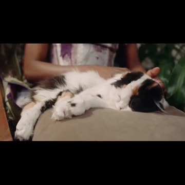 cute cat video🤣🤣🤣🤣🤣#shorts #viralshorts