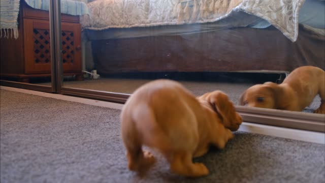 Fun puppy vs mirrors