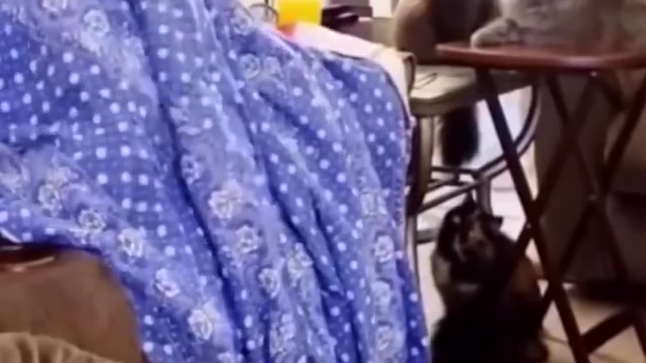 cute and funny cats