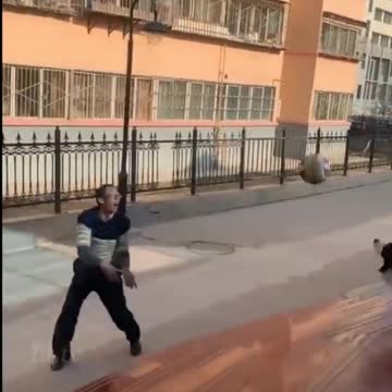 Dog playing volleyball with owner