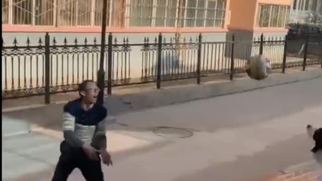 Dog playing volleyball with owner