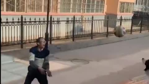 Dog playing volleyball with owner