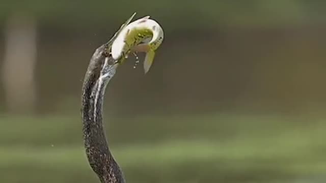 Black belly Darters eat fish too scary
