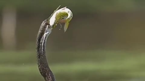 Black belly Darters eat fish too scary