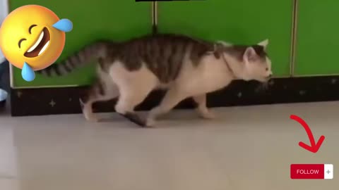 ||Funnyanimalsdoingnaughtythingswithgirlcompilation
