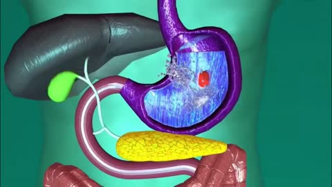 HUMAN DIGESTIVE SYSTEM