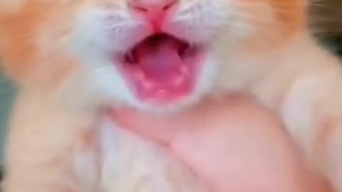 Cute Cat meow compilation