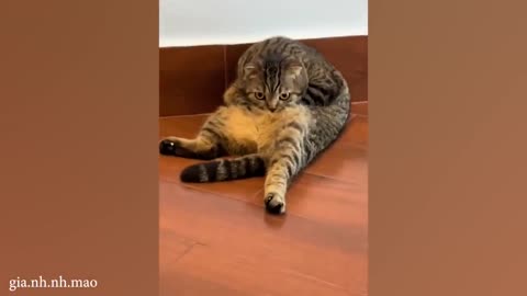 Funny cat video