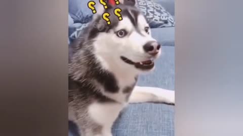 Cute dog's funny reactions