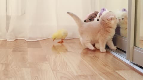 small cats walk with a tiny chicken