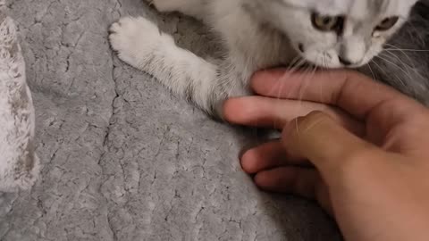 The hand plays with the cat