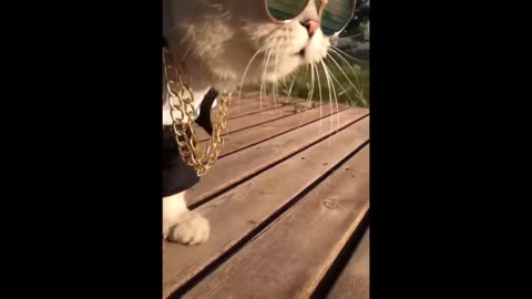 Awesome SO Cute Cat ! Cute and Funny Cat Videos to Keep You Smiling! 🐱-8