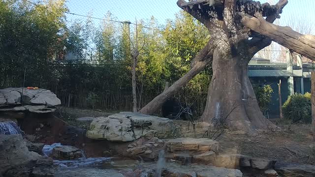 Andean Bear At The St Louis Zoo