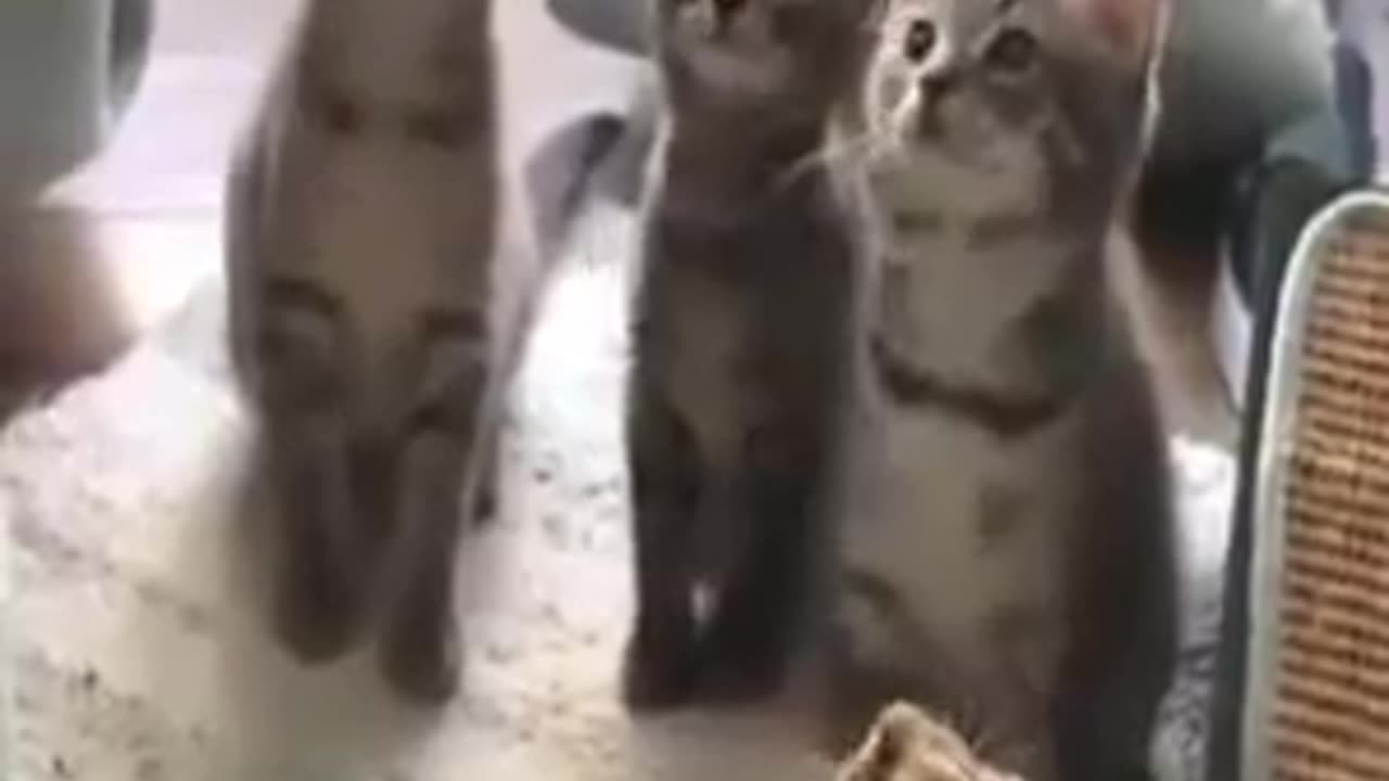 #cute #animals #funny #animal #videos #funnyanimalslife #club #cats #dogs #shorts (360p) (2)