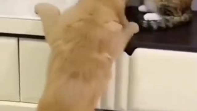 funny and cute dogs and cats fighting, cute cats, cute dogs