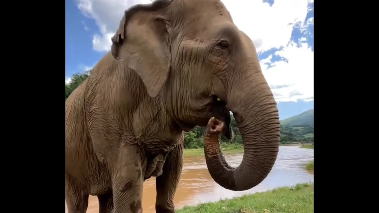 Wow big Elephant 🐘