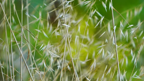 grass on the wind