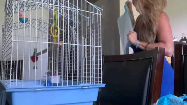 Kiwi The Talking Parrot Loves The Camera