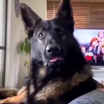 Funny Dog Moments