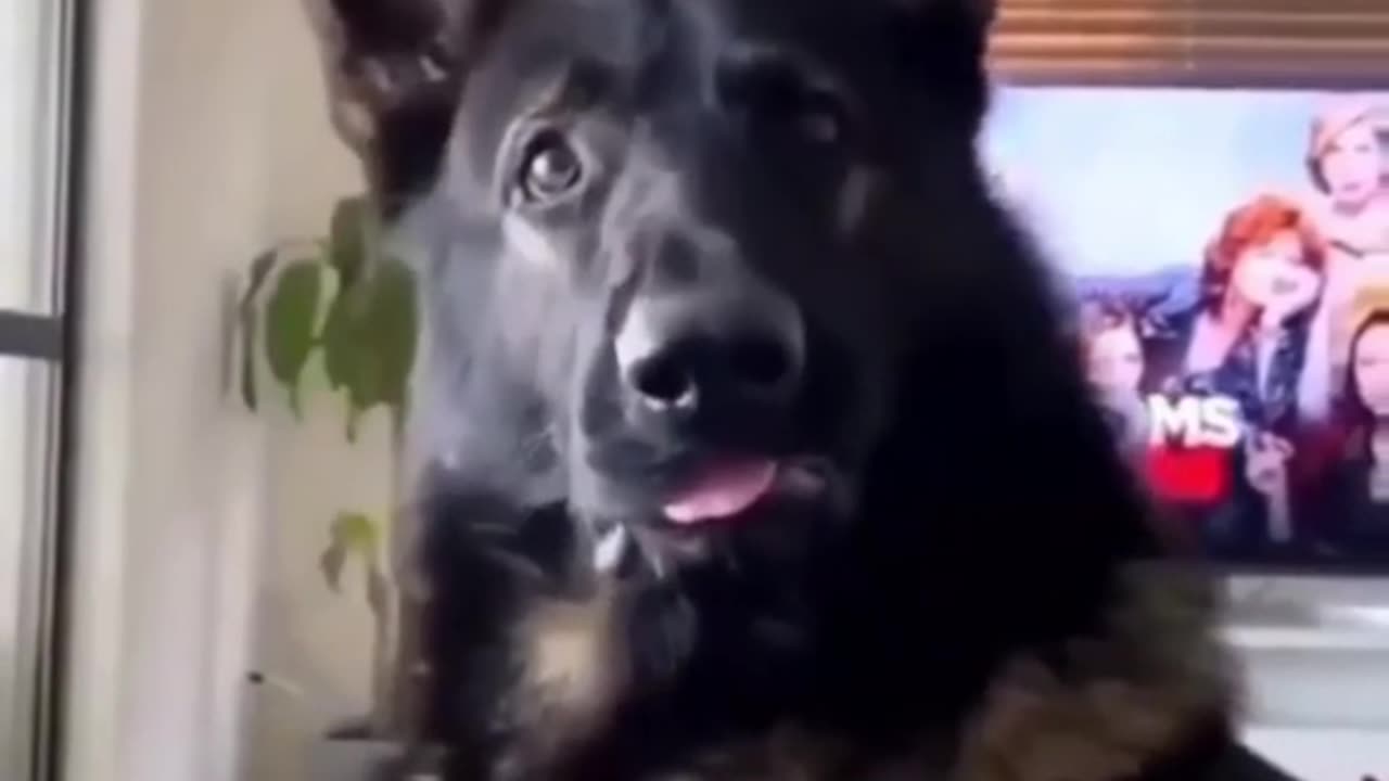 Funny Dog Moments