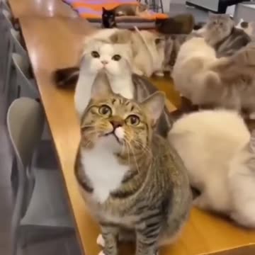 2023 Funniest Cat Videos You'll Laugh So Hard You'll Cry #118
