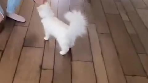 Cat training