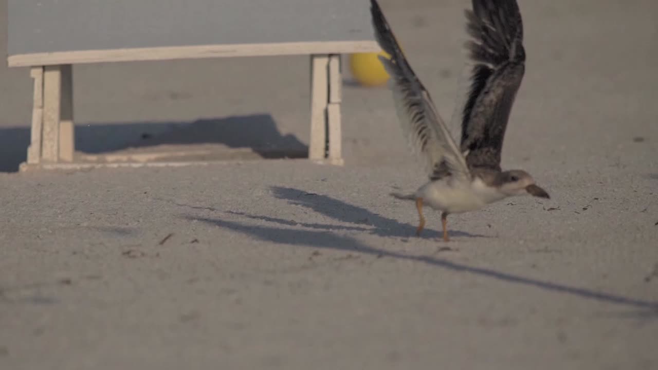 Alvin flapping its wings.