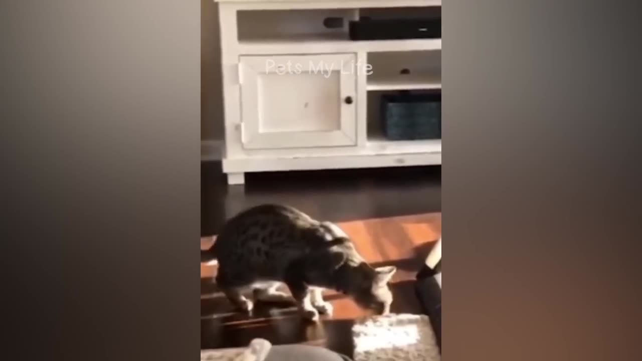 New Funny Animals 2023 ---- Funniest Cats and Dogs Videos