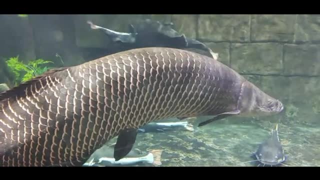 underwater fish