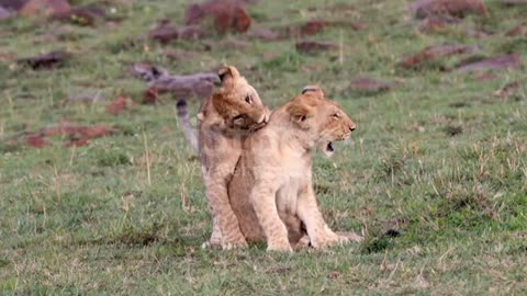 Two cute cub siblings Fighting and playing😍❤️